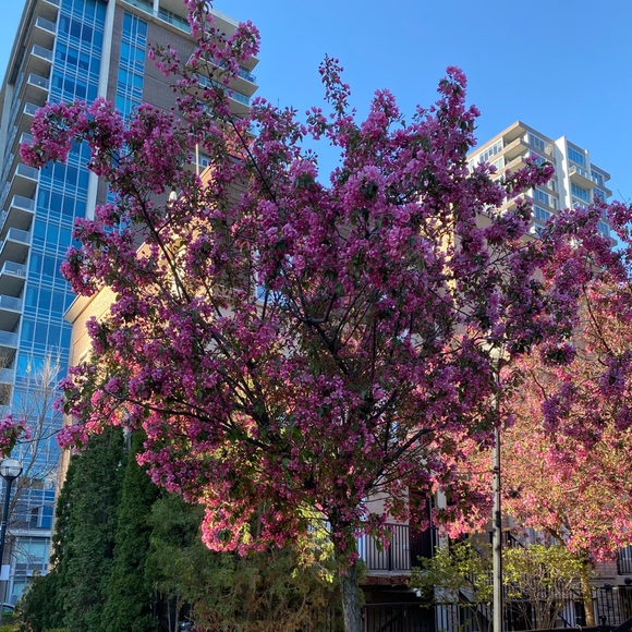 Meet your Posher, Shannon - Picture 1 of 1